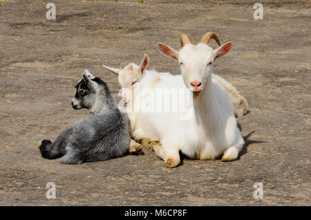 Capra e i bambini in un cantiere di fattoria Foto Stock