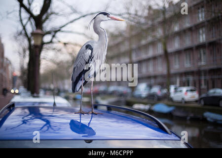 Airone cenerino uccello in piedi sul tetto di un'automobile in Amsterdam, Paesi Bassi Foto Stock