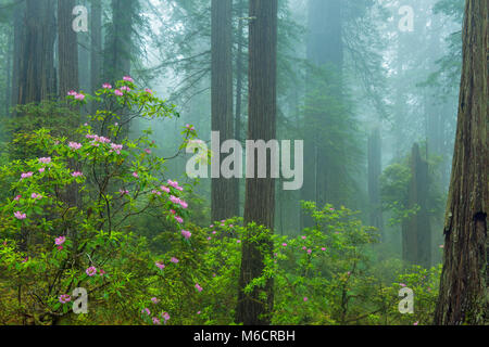 Rhododendron Bloom, dannazione Creek, del Norte stato Redwoods, Parco Nazionale di Redwood e parchi statali, California Foto Stock