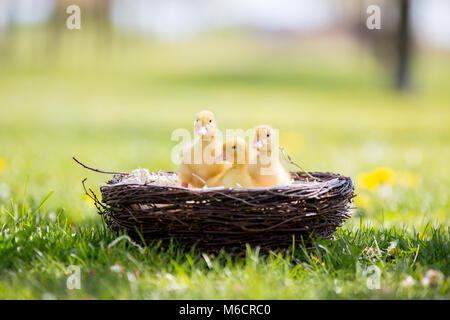 Tre piccoli anatroccoli in un nido, immagine all'aperto nel parco, primavera Foto Stock