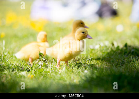 Tre piccoli anatroccoli in un nido, immagine all'aperto nel parco, primavera Foto Stock