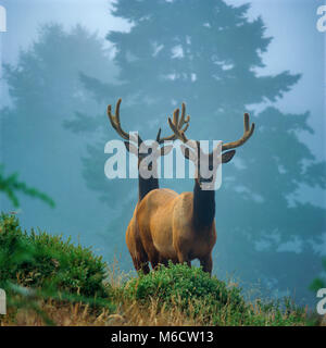 Roosevelt Elk, Sinkyone Wilderness State Park, perso Costa, Mendocino County, California Foto Stock