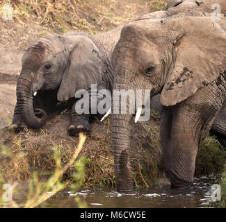 La mamma e il bambino cespuglio Elefanti (Loxodonta africana) che giocano un lago con il bambino caduto sul tumulo. Parco Nazionale di Serengeti, Tanzania. Foto Stock