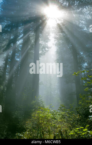 Sollevamento di nebbia, Redwoods, Lady Bird Johnson Grove, Parco Nazionale di Redwood in California Foto Stock