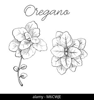 Disegnata a mano mazzo di origano. Origano fresco isolato su sfondo bianco. Illustrazione vettoriale di un disegno stile. Illustrazione Vettoriale