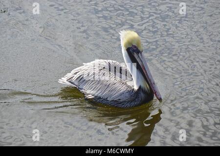 Pellicano marrone (Pelecanus occidentalis) nel porto di Fernandina Beach, su Amelia Island, Florida. Foto Stock