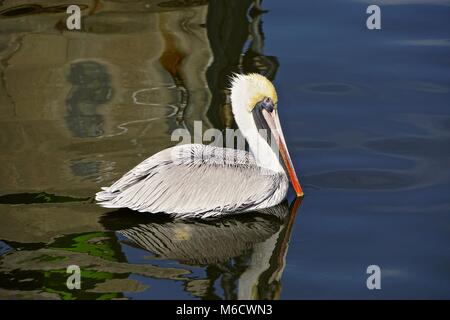 Pellicano marrone (Pelecanus occidentalis) nel porto di Fernandina Beach, su Amelia Island, Florida. Foto Stock