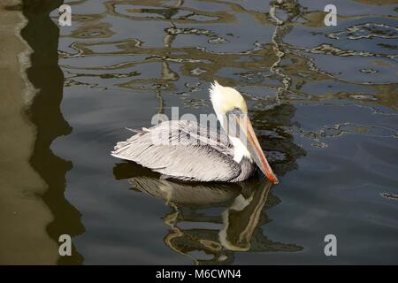 Pellicano marrone (Pelecanus occidentalis) nel porto di Fernandina Beach, su Amelia Island, Florida. Foto Stock