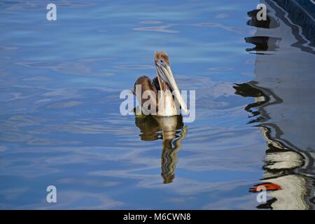 I capretti pellicano marrone (Pelecanus occidentalis) nel porto di Fernandina Beach, su Amelia Island, Florida. Foto Stock