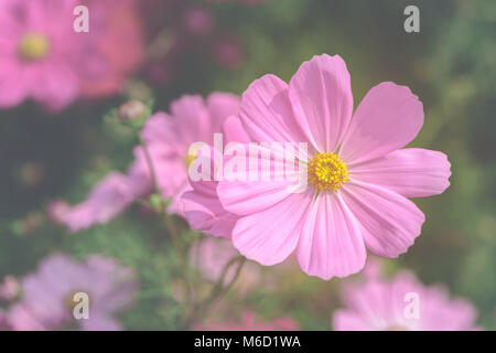 Di un bel colore rosa cosmo fiore nel giardino in vista superiore, tono dolce Foto Stock