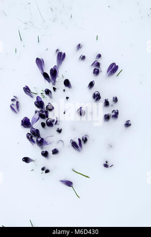 Carmarthenshire Wales UK, Venerdì 12 Marzo 2018 UK Meteo: viola fioriture di crochi come tempesta Emma scarica la neve in un giardino su un smallholding in zone rurali del Galles. Il crocus blumi che è apparso nelle precedenti settimane in febbraio dovrebbe recuperare Come temperature aumento nei prossimi giorni. © Kathy deWitt/AlamyLiveNews Foto Stock