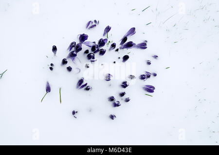 Carmarthenshire Wales UK, Venerdì 12 Marzo 2018 UK Meteo: viola fioriture di crochi come tempesta Emma scarica la neve in un giardino su un smallholding in zone rurali del Galles. Il crocus blumi che è apparso nelle precedenti settimane in febbraio dovrebbe recuperare Come temperature aumento nei prossimi giorni. © Kathy deWitt/AlamyLiveNews Foto Stock