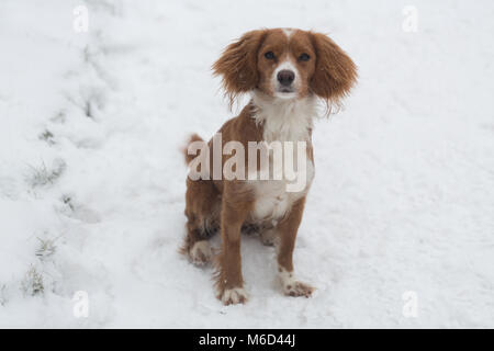 Gravesend, Regno Unito. 2 marzo , 2018. Pip Cockapoo gioca nella neve a Gravesend nel Kent dove vi è stata una nuova copertura di neve a temperature di congelamento. Rob Powell/Alamy Live News Foto Stock