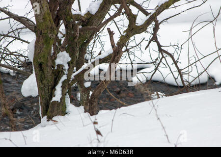 Clydebank, Scotland, Regno Unito. 2 Marzo, 2018. La nevicata continua a causare disagi. I driver sono stati avvertiti di non viaggiare a meno che non sia necessario. Prima di Glasgow gli autobus erano operative, ma molti servizi sono state terminante poco. Abellio ScotRail ha annullato quasi tutti i suoi treni nella cintura centrale. Un numero limitato di servizi stanno cominciando a funzionare di nuovo. Negozi che avevano esaurito essentials, come pane e latte, sono state ora cominciando a ricevere le consegne. Servizi di emergenza, come ad esempio lo Scottish Ambulance Service, hanno lavorato per tutto il disturbo. Iain McGuinness / Alamy Live News Foto Stock