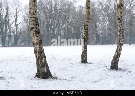 Londra, Regno Unito. Il 2 marzo 2018. Meteo REGNO UNITO: Argento di betulle su un campo da golf vicino a Northwood nel nord ovest di Londra, sono coperti di neve all indomani della tempesta Emma sistema meteo. Temperature di congelamento sono previsioni meteo per continuare per i prossimi giorni. Credito: Stephen Chung / Alamy Live News Foto Stock