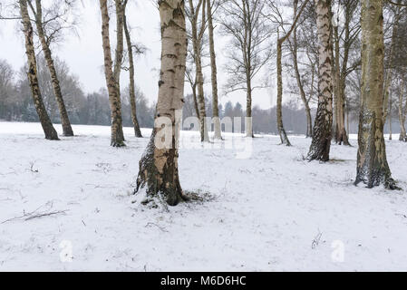 Londra, Regno Unito. Il 2 marzo 2018. Meteo REGNO UNITO: Argento di betulle su un campo da golf vicino a Northwood nel nord ovest di Londra, sono coperti di neve all indomani della tempesta Emma sistema meteo. Temperature di congelamento sono previsioni meteo per continuare per i prossimi giorni. Credito: Stephen Chung / Alamy Live News Foto Stock