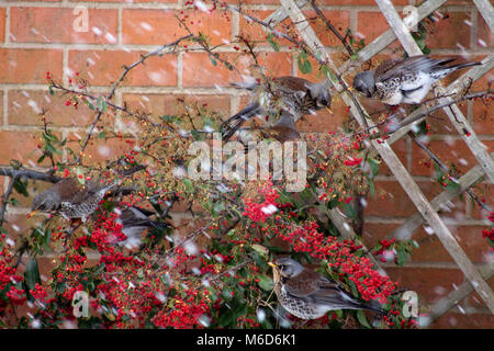 Gancio Norton, Oxfordshire, Regno Unito. 2 Marzo, 2018. Allodole Cesene Beccacce uccelli alimentazione su bacche rosse in una tempesta di neve di credito verde Melvin/Alamy live News Foto Stock