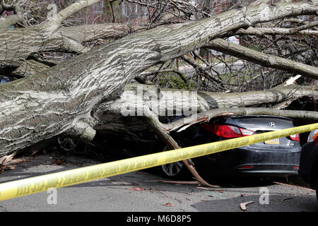 Washington, Stati Uniti d'America. 2 Mar, 2018. Un albero bruciato giù da venti alti blocchi di parte Woodley Road NW in Washington, DC, Stati Uniti, il 2 marzo 2018. Venti forti, heavy rain, onde spumeggianti e sporadico snow fanno strage attraverso gli Stati Uniti Costa est di venerdì, già lasciando migliaia di voli annullati, potenza messo k.o. in parte di Washington DC e oltre 22 milioni di residenti al di sotto di un Allarme costiero alluvione. Credito: Li Muzi/Xinhua/Alamy Live News Foto Stock