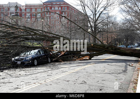 Washington, Stati Uniti d'America. 2 Mar, 2018. Un albero bruciato giù da venti alti blocchi di parte Woodley Road NW in Washington, DC, Stati Uniti, il 2 marzo 2018. Venti forti, heavy rain, onde spumeggianti e sporadico snow fanno strage attraverso gli Stati Uniti Costa est di venerdì, già lasciando migliaia di voli annullati, potenza messo k.o. in parte di Washington DC e oltre 22 milioni di residenti al di sotto di un Allarme costiero alluvione. Credito: Li Muzi/Xinhua/Alamy Live News Foto Stock