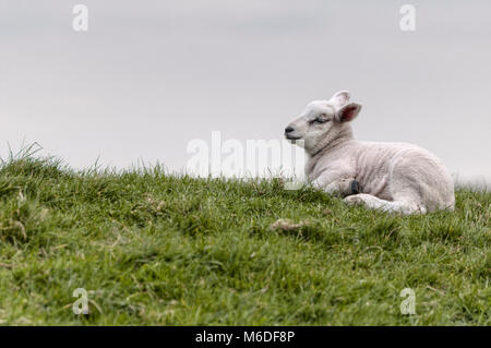 Agnello sdraiati sull'erba Foto Stock