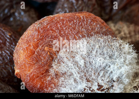 Extreme close up foto di ammuffito albicocche secche, profondità di campo. Foto Stock