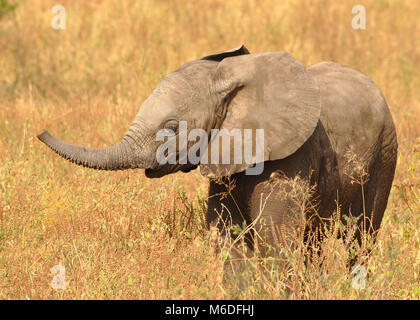 Baby Bush Elephant (Loxodonta africana) in piedi a Savanna con tronco in aria. Vista laterale ravvicinata. Foto Stock