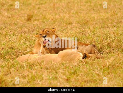 Una madre e dei cubs (Panthera leo) che giacciono nella Savannah e una madre che lecca il cucciolo. Preso nel parco nazionale di Serengeti, Tanzania Foto Stock