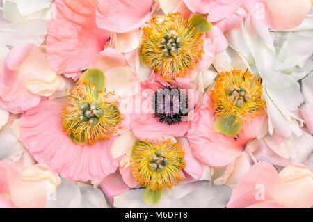 Sfondo naturale fatto di bella delicato fiore rosa peonia con stami e pistilli di close-up. La consistenza dei petali di fiori. L'orizzontale P. Foto Stock