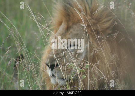 Lion maschio grande nel cuore della savana africana Masai Mara Kenya Foto Stock