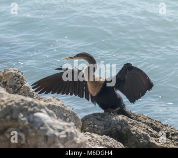 Anhinga impigliato nella linea di pesca e affrontare cerca di liberarsi vicino Nokomis Beacn, Florida. Foto Stock