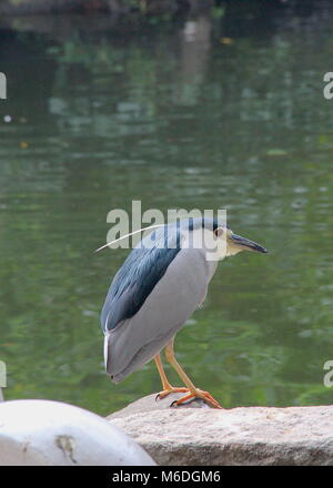 Close-up di nitticora a CSK Memorial Hall Foto Stock