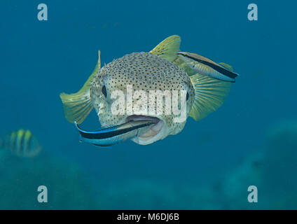 Porcupine pufferfish (diodon hystrix) essendo pulito dal pesce pulitore (labroides dimidiatus) presso la stazione di pulizia , Bali, Indonesia Foto Stock