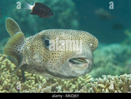 Porcupine pufferfish (diodon hystrix) essendo pulito dal pesce pulitore (labroides dimidiatus) presso la stazione di pulizia , Bali, Indonesia Foto Stock