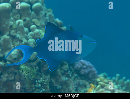 Red-dentata pesci balestra ( Odonus niger ) nuoto sulla barriera corallina di Bali, Indonesia Foto Stock