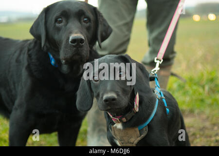 Spaniel giovane e vecchio nero labrador cane Foto Stock