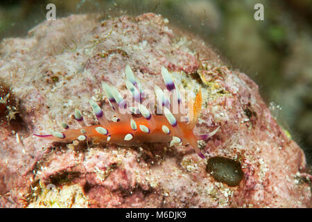 Molto flabellina desiderato o desiderabile flabellina ( Flabellina exoptata ) strisciando sulla barriera corallina di Bali, Indonesia Foto Stock