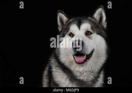 Alaskan Malamute Studio Sfondo nero Foto Stock