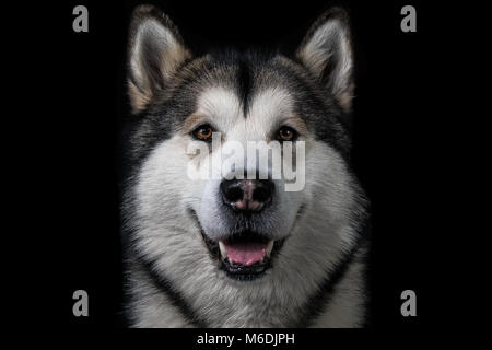 Alaskan Malamute Studio Sfondo nero Foto Stock