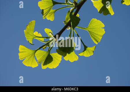 Foglie di ginkgo tree sotto la luce diretta del sole Foto Stock