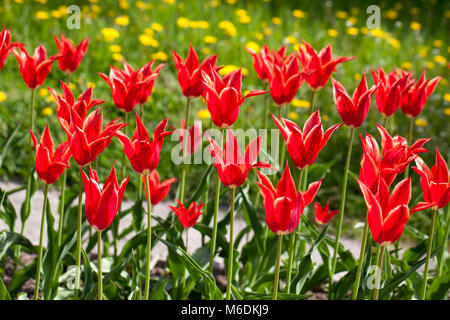 'Aladdin' giglio fiorito, Tulip Liljetulpan (Tulipa gesneriana) Foto Stock