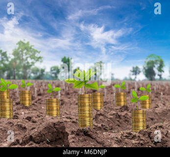 Pila di monete d'oro con sementi di iniziare la coltivazione o la manioca manioca campo vegetale, business Concetto di investimento Foto Stock