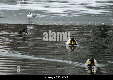 Anatre Singleton sul parco lago a Swansea in inverno Foto Stock