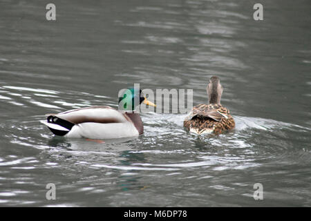 Anatre Singleton sul parco lago a Swansea in inverno Foto Stock