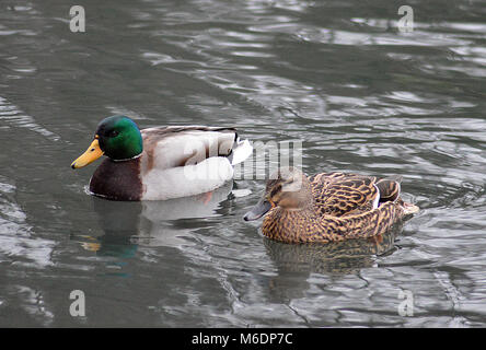 Anatre Singleton sul parco lago a Swansea in inverno Foto Stock