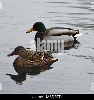 Anatre Singleton sul parco lago a Swansea in inverno Foto Stock