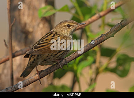 Lanceolated trillo (Locustella lanceolata) close up di adulto appollaiato sul ramo Hebei, la Cina può Foto Stock