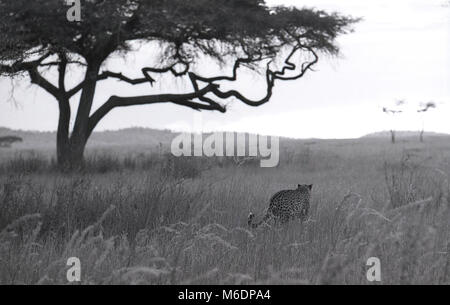 Anni Settanta, storico, Africa, un ghepardo nella prateria aperta. Foto Stock