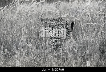 Anni Settanta, storico, Africa, un ghepardo nella prateria aperta. Foto Stock