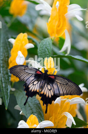 Grande giallo farfalla mormone su fiori gialli Foto Stock