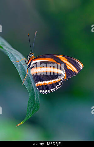 Nastrare heliconian arancione farfalla sulla foglia verde Foto Stock